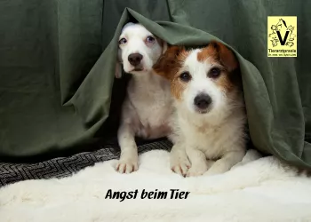 Angst vor Feuerwerk Angst vor Feuerwerk