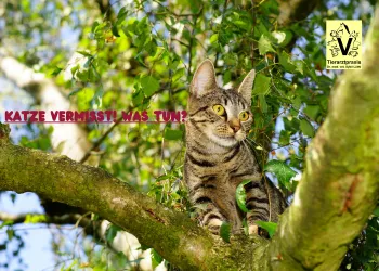 Was tun, wenn die Katze verschwunden ist? Was tun, wenn die Katze verschwunden ist?