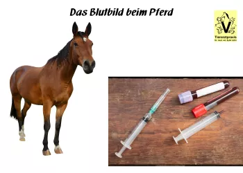 Blutbild beim Pferd Blutbild beim Pferd