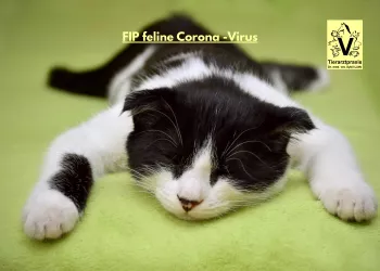 FIP - wenn die Katze am Corona Virus erkrankt FIP - wenn die Katze am Corona Virus erkrankt