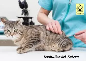 Kastration bei Katzen 