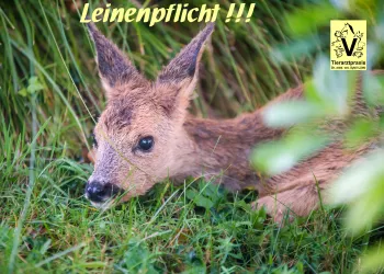 Kann Ihr Auto zur Hitzefalle werden? Kann Ihr Auto zur Hitzefalle werden?