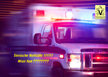 Weiterbildungsabend "Vergiftung beim Hund"