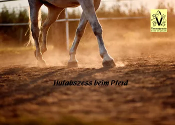 Hufabszess bei Pferden