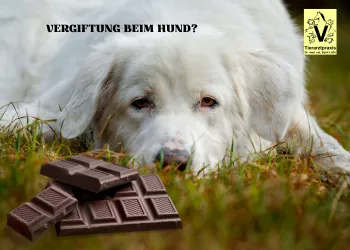 Vergiftungen beim Hund