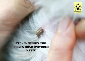 Flöhe & Zecken beim Hund